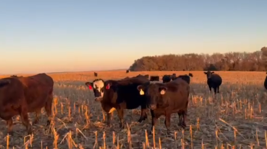 1300 lbs. – 5-8 yr old’s – April – June calving!-BC1119A5